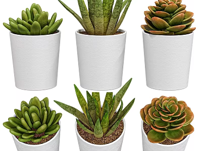 Decorative Succulent Plant Set With Various White Pots And Green Foliage 3d model