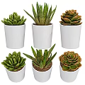 Decorative Succulent Plant Set With Various White Pots And Green Foliage