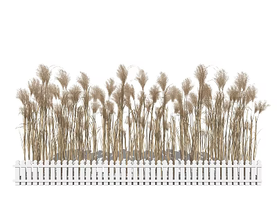Tall Ornamental Reed Grasses Growing Along White Picket Fence 3d model