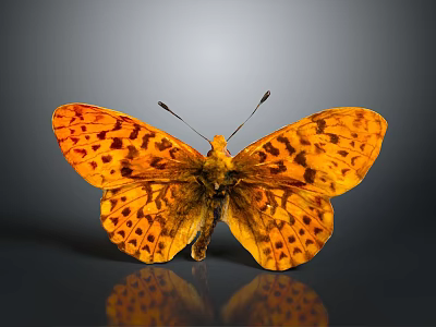 Orange Yellow Spotted Butterfly With Spread Wings On Gray Background And Reflection 3d model