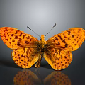 Orange Yellow Spotted Butterfly With Spread Wings On Gray Background And Reflection 3d model