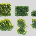 Garden Bushes With Yellow Flowers In Various Shapes And Lush Green Foliage