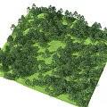 Lush Arbor Forest With Dense Green Foliage And Natural Scenic View