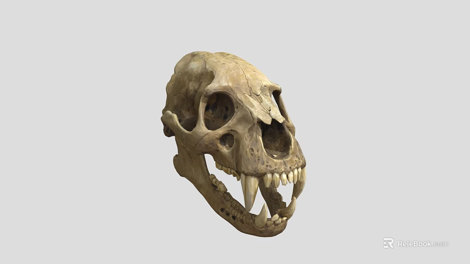 Animal Skull Skeleton With Sharp Canine Teeth And Anatomical Bone Structure 3d model 