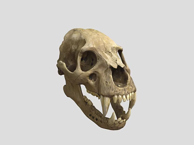 Animal Skull Skeleton With Sharp Canine Teeth And Anatomical Bone Structure 3d model