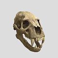Animal Skull Skeleton With Sharp Canine Teeth And Anatomical Bone Structure 3d model
