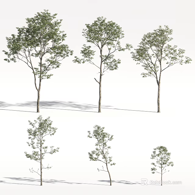 Various Arbor Trees With Different Foliage Shapes Trunks And Natural Shadows 3d model 