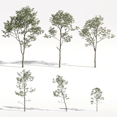 Various Arbor Trees With Different Foliage Shapes Trunks And Natural Shadows 3d model