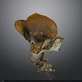 Unique Shaped Orange Brown Mushroom With Natural Texture On Gray Background