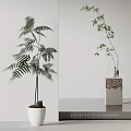 Bonsai Plants Fern and Bamboo in White Pot and Glass Vase with Decorative Base