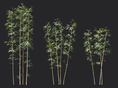 Clumping Bamboo With Lush Green Leaves And Slender Stems For Garden Landscaping 3d model