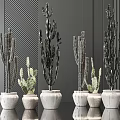 Modern Bonsai Potted Cactus Plants In White Pots On Black Tabletop With Striped Walls