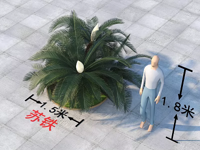 Cycas Plant with 1.5 Meters Height Next to 1.8 Meters Human Figure on Paved Ground 3d model