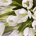 White Tulips Arrangement in Transparent Glass Vase on Window Sill with Green Leaves