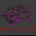 Purple Golden Saffron Flowers Blooming Cluster With Fresh Green Leaves