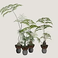Bonsai Potted Plants Featuring Lush Green Foliage in Brown Ceramic Pots on White Background