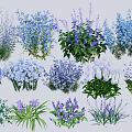 Colorful Ground Cover Plants With Purple Flowers Blue Blooms White Clusters And Lush Foliage