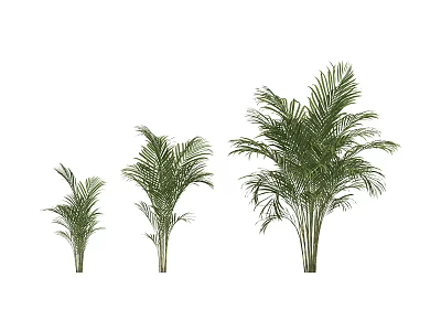 Three Different Sizes of Green Palm Shrubs Displayed on White Background 3d model