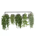 Lush Trailing Hanging Basket Plants With Green Foliage For Indoor Home Decor