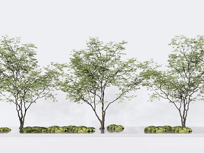 Row of Arbor Trees with Lush Green Foliage and Stone Bases Near Water 3d model