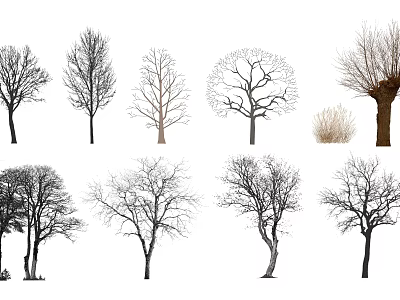 Various Types Of Arbor Trees Showing Different Silhouettes And Branch Structures 3d model