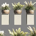 Bonsai Potted Plants On Stone Pedestals With Green And White Foliage In Minimalist Natural Style