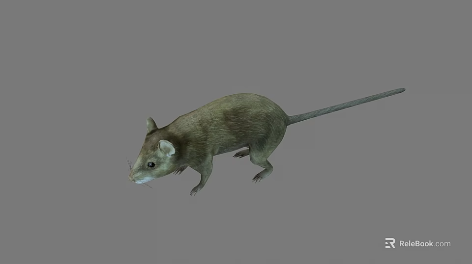 Realistic Brown Rat Standing On Gray Background With Detailed Fur And Tail 3d model 
