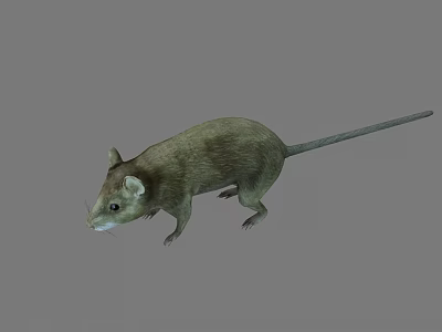 Realistic Brown Rat Standing On Gray Background With Detailed Fur And Tail 3d model