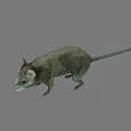 Realistic Brown Rat Standing On Gray Background With Detailed Fur And Tail