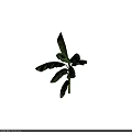 Lush Arbor With Broad Green Leaves And Straight Trunk In Natural Environment