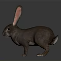 Brown Rabbit With Long Ears And Fluffy Fur On Gray Reflective Surface 3d model