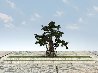 Tree with Exposed Roots on Stone Paved Ground with Green Grass and Blue Sky Background 3d model
