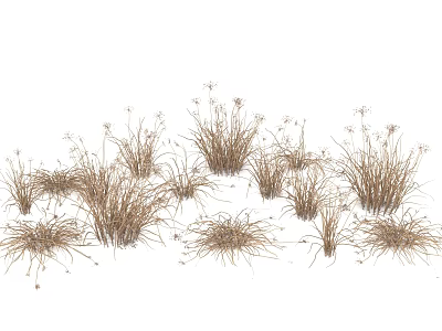 Dried Wild Grass Clumps With Withered Tops In Scattered Natural Arrangement 3d model