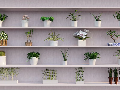Various Bonsai and Potted Plants on Multiple Shelves for Indoor Decorative 3d model
