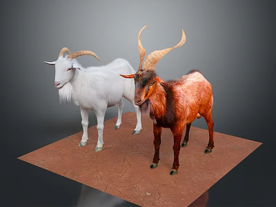 Two White And Brown Goats Standing On Red Platform With Gray Background 3d model