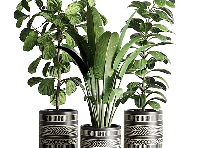 Three Lush Bonsai Potted Plants with Patterned Planters and Green Leaves 3d model
