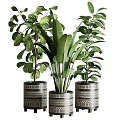 Three Lush Bonsai Potted Plants with Patterned Planters and Green Leaves