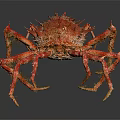 Red Spiky Aquatic Crab With Long Hairy Legs And Textured Shell
