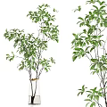 Various Decorative Glass Vases with Green Leafy Plants and Fresh Branches
