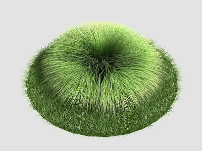Round Green Ornamental Grass Plant With Dense Foliage In Garden Landscape 3d model