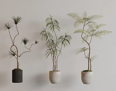 Three Different Style Bonsai Potted Plants In Black And Beige Pots Hanging On Light Wall 3d model