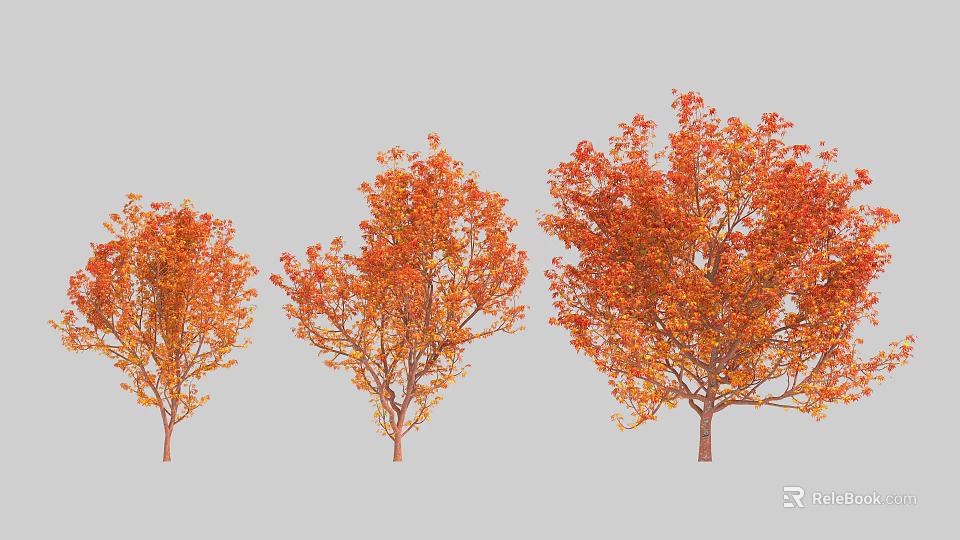 Three Deciduous Trees With Vibrant Orange Red Autumn Foliage And Lush Canopies 3d model 
