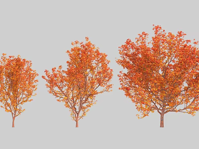 Three Deciduous Trees With Vibrant Orange Red Autumn Foliage And Lush Canopies 3d model