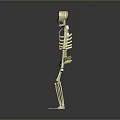 Cartoon Skeleton 3D Model as Game Movie Character with Stylized Design
