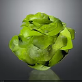 Fresh Green Lettuce With Flower Like Shape And Layered Crisp Leaves
