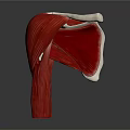 Detailed 3D Anatomical Model of Muscle Organ and Hair Structure With Tendon Layers