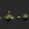 Aloe Plants With Red Flowers In Various Sizes On Black Background With Reflections