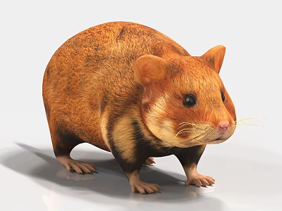 Realistic 3D Model of Chubby Hamster With Brown And Black Fur 3d model