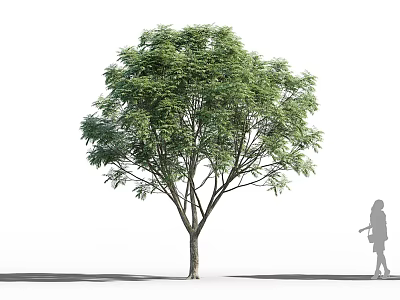 Tall Mature Arbor With Lush Green Foliage And Person Silhouette Nearby 3d model