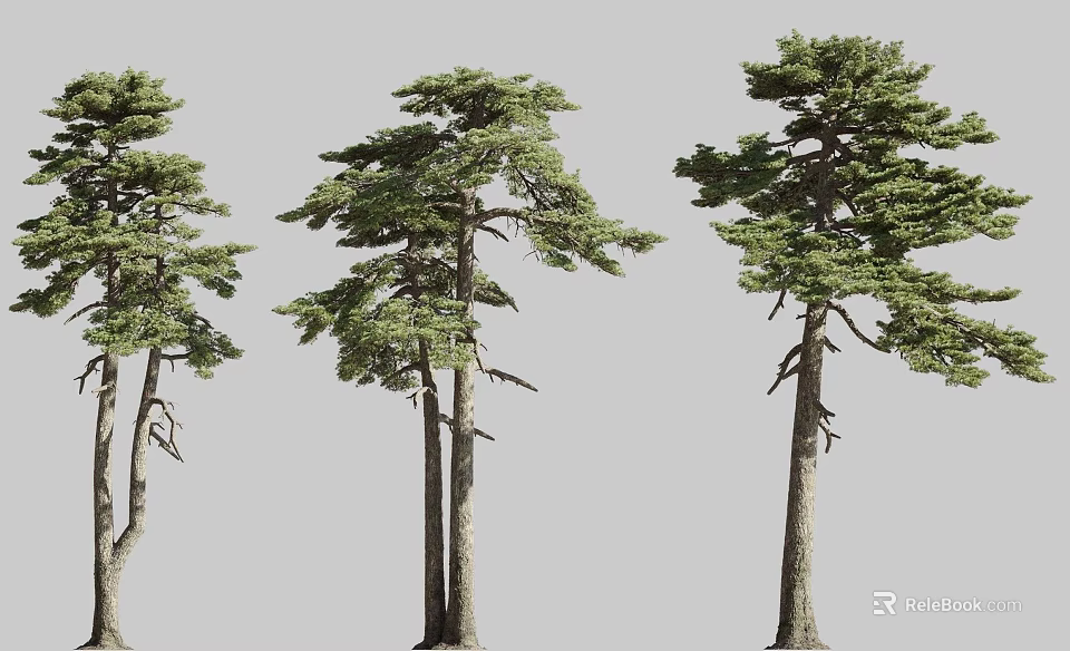 Tall Evergreen Arbor Trees With Lush Green Branches And Sturdy Trunks 3d model 